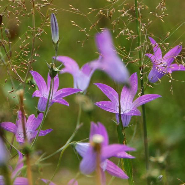 Campanula patula - Wiesenglockenblume
