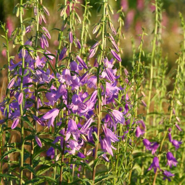Campanula rapunculoides - Ackerglockenblume
