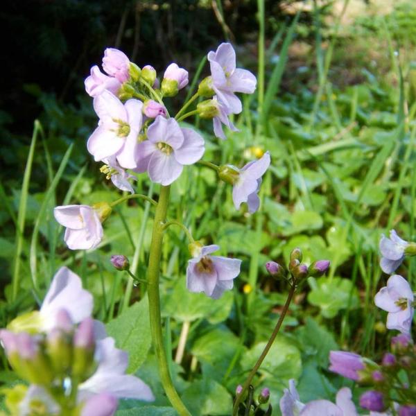 Cardamine pratensis - Wiesenschaumkraut