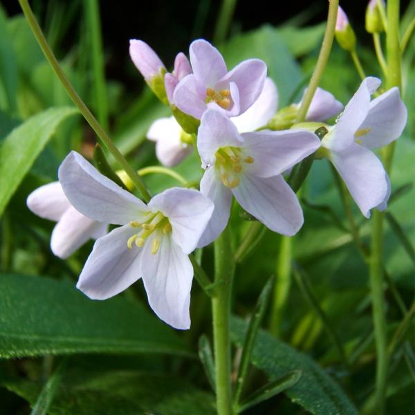 Cardamine pratensis - Wiesenschaumkraut
