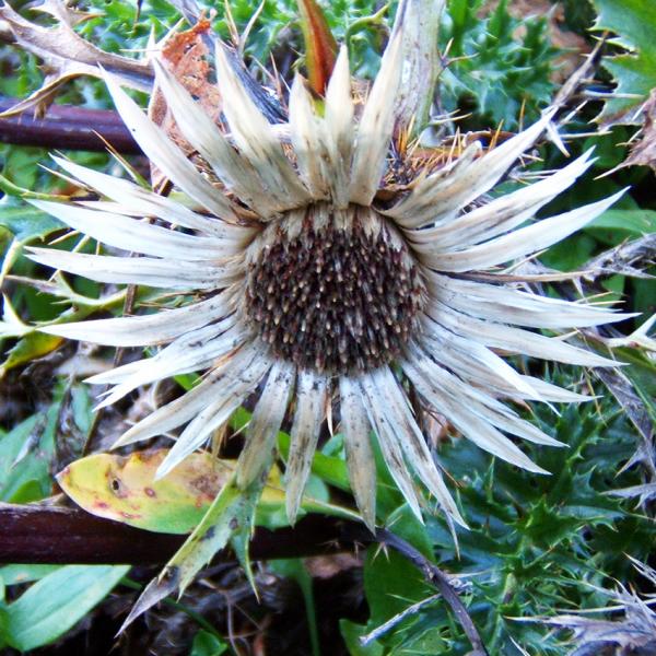 Carlina acaulis - Silberdistel