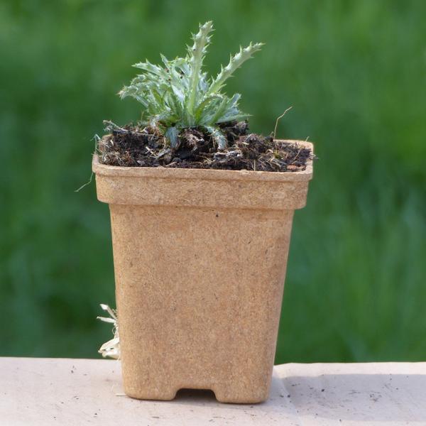 Carlina vulgaris - Golddistel