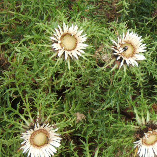 Carlina acaulis - Silberdistel