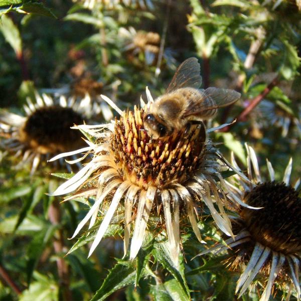 Carlina vulgaris - Golddistel
