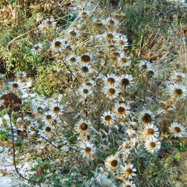 Carlina vulgaris - Golddistel