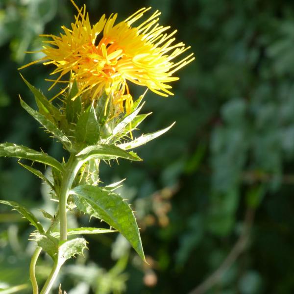 Carthamus tinctorius - Färber- Saflor