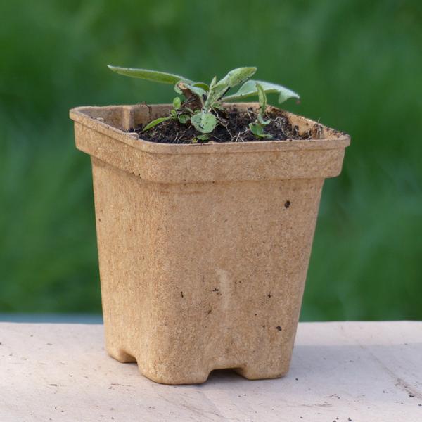 Centaurea jacea - Wiesenflockenblume