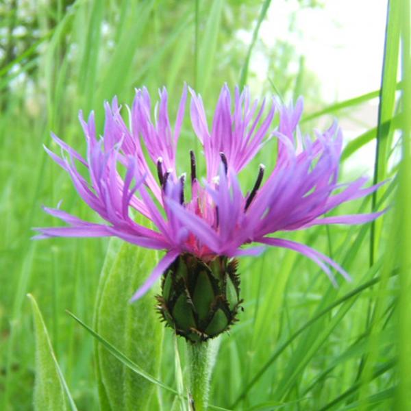Centaurea jacea - Wiesenflockenblume