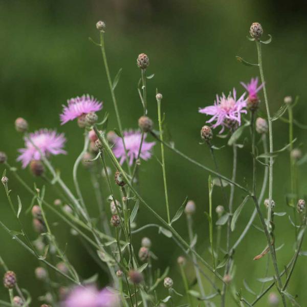 Centaurea stoebe - Rispenflockenblume