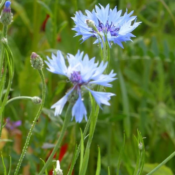Centaurea cyanus - Kornblume