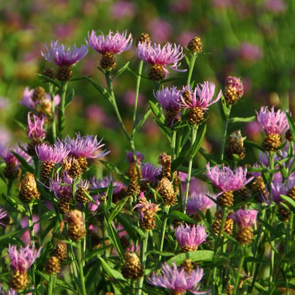 Centaurea jacea - Wiesenflockenblume