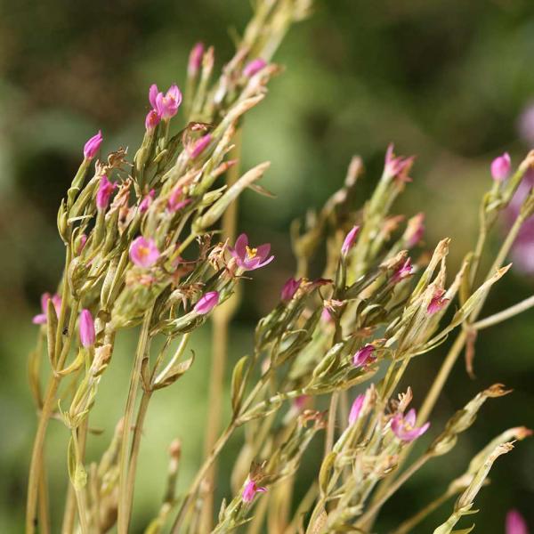 Centaurium umbellatum - Tausendgüldenkraut