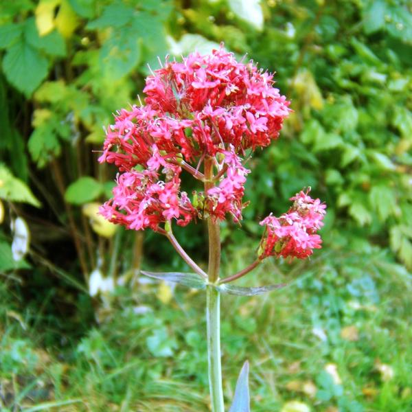 Centranthus ruber - Spornblume
