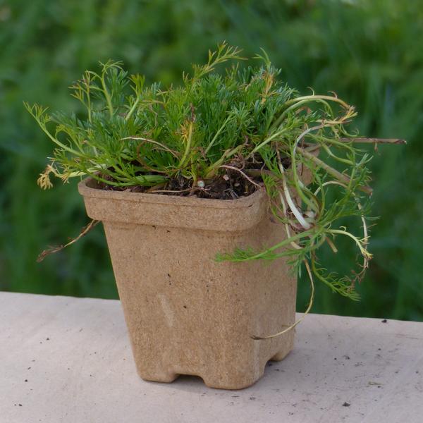 Chamaemelum nobilis - Römische Kamille