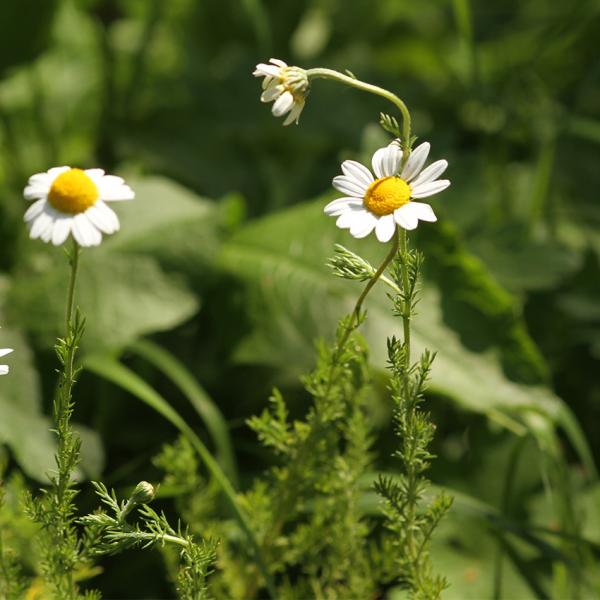 Chamaemelum nobilis - Römische Kamille