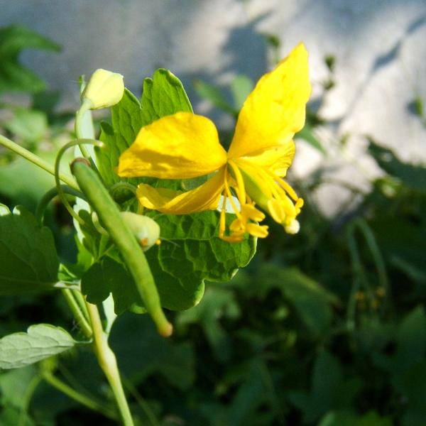 Chelidonium majus - Schöllkraut