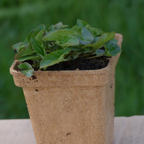 Chenopodium bonus-henricus - Guter Heinrich