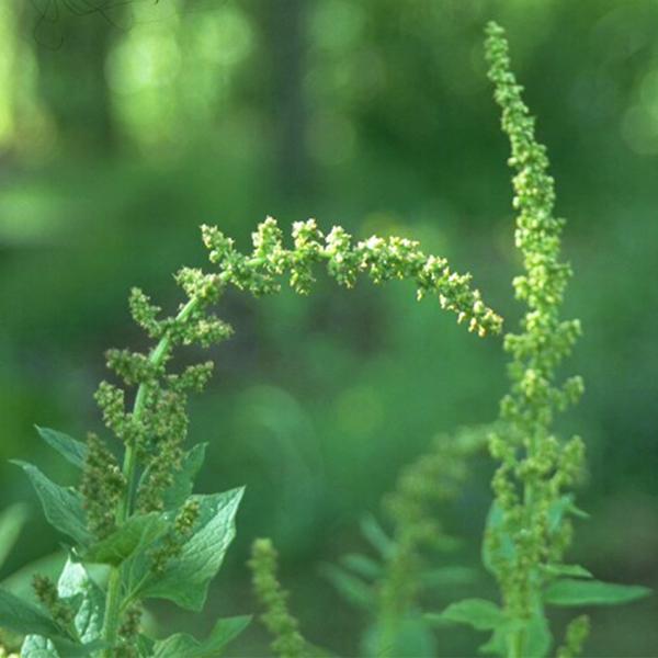 Chenopodium bonus-henricus - Guter Heinrich