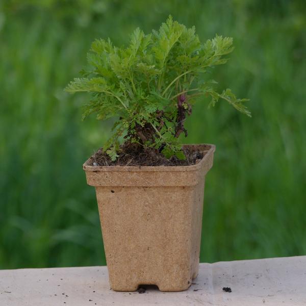 Chrysanthemum parthenium - Mutterkraut