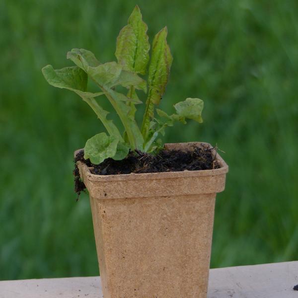 Cicerbita plumieri - Franz. Milchlattich