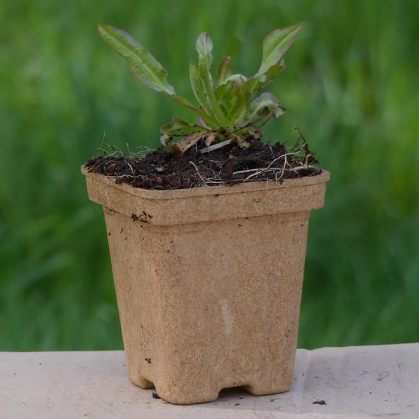 Cichorium intybus - Wegwarte