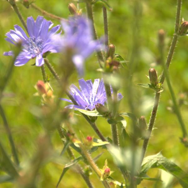 Cichorium intybus - Wegwarte