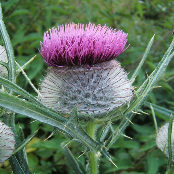 Cirsium eriophorum - Wollköpf. Kratzdistel