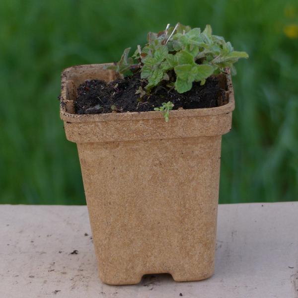 Clinopodium vulgare - Wirbeldost