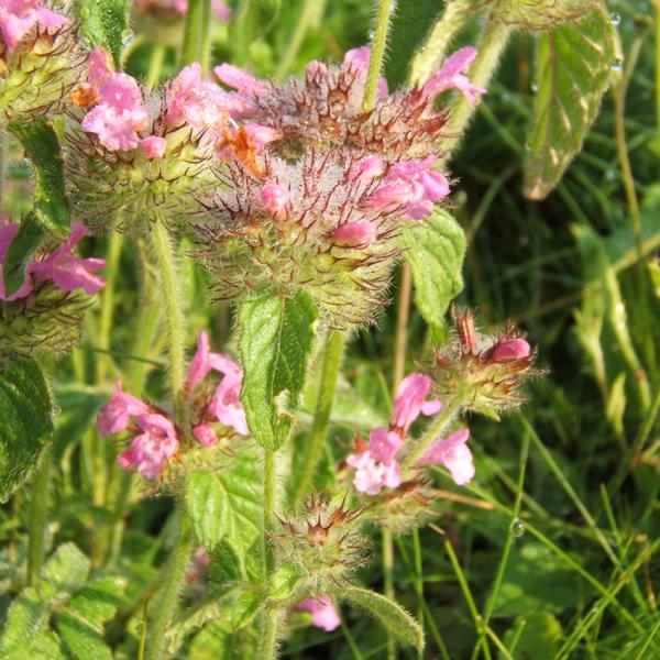 Clinopodium vulgare - Wirbeldost