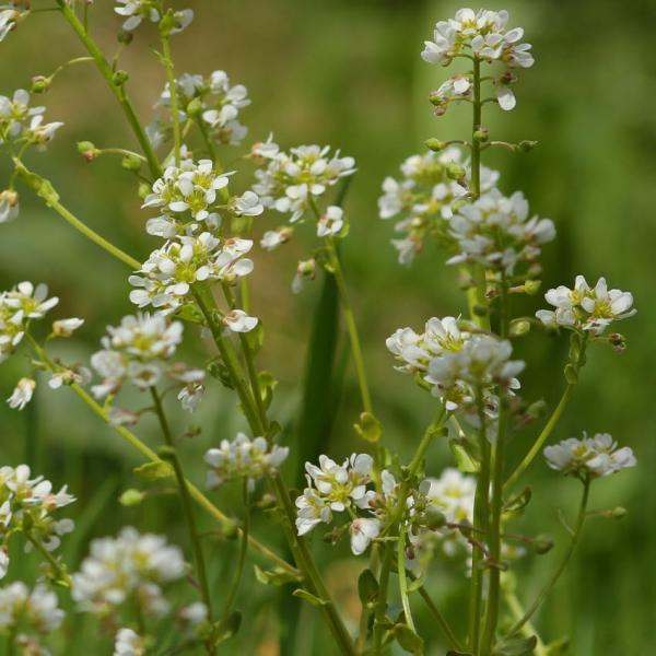 Cochlearia officinalis - Löffelkraut