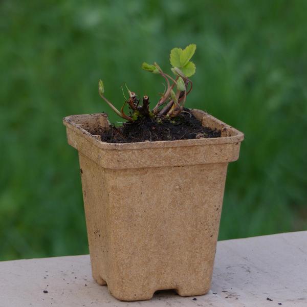 Comarum palustre - Sumpfblutauge