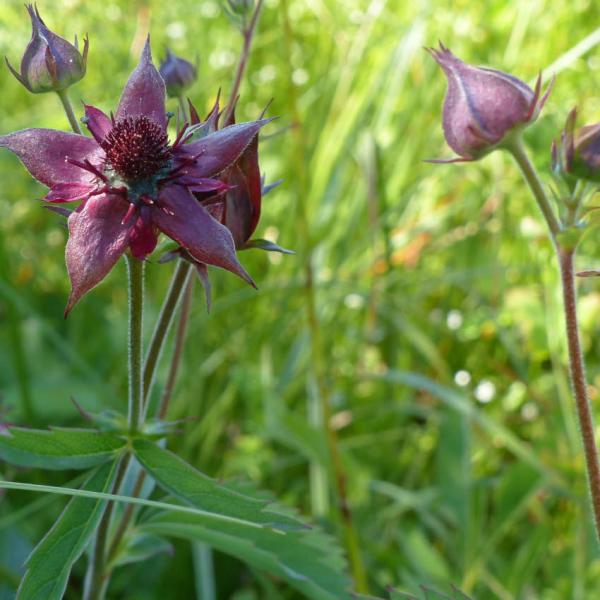 Comarum palustre - Sumpfblutauge