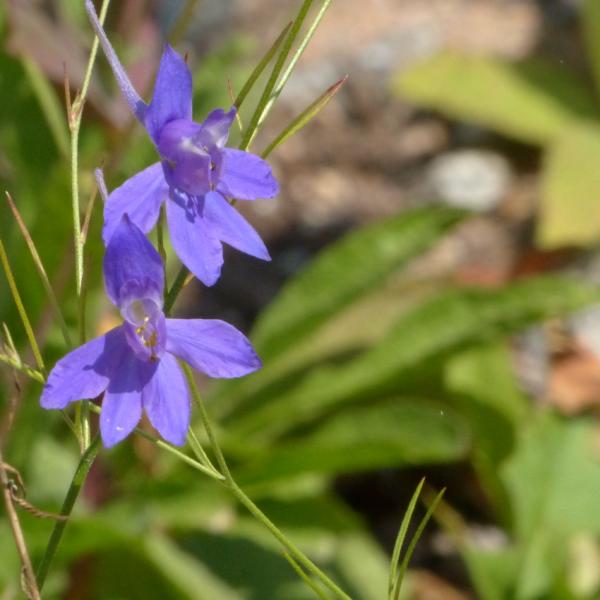Consolida regalis - Ackerrittersporn