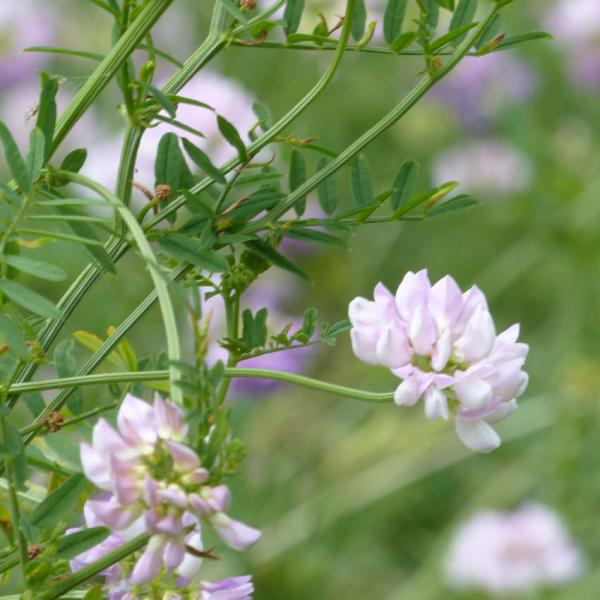 Coronilla varia - Kronwicke