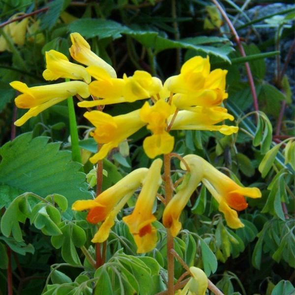 Corydalis lutea - Gelber Lerchensporn