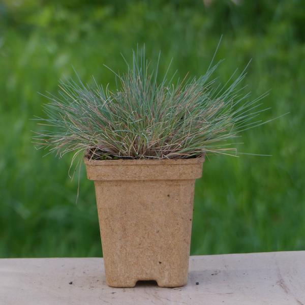 Corynephorus canescens - Silbergras