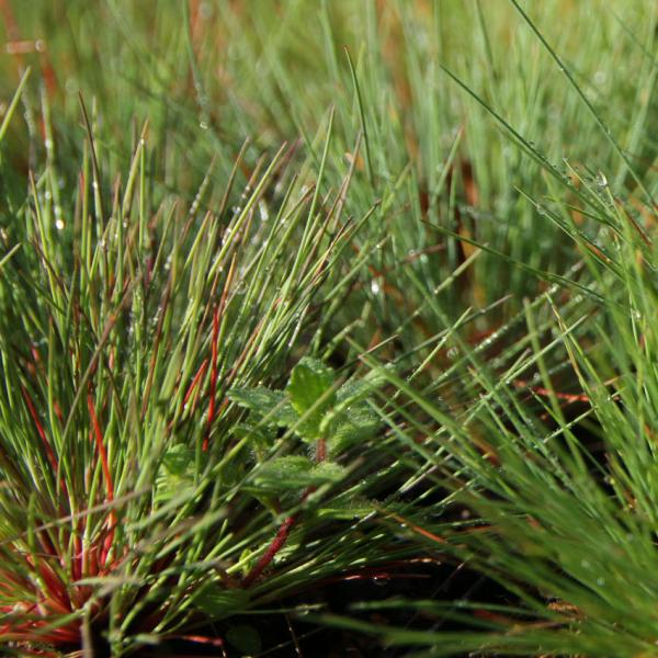 Corynephorus canescens - Silbergras