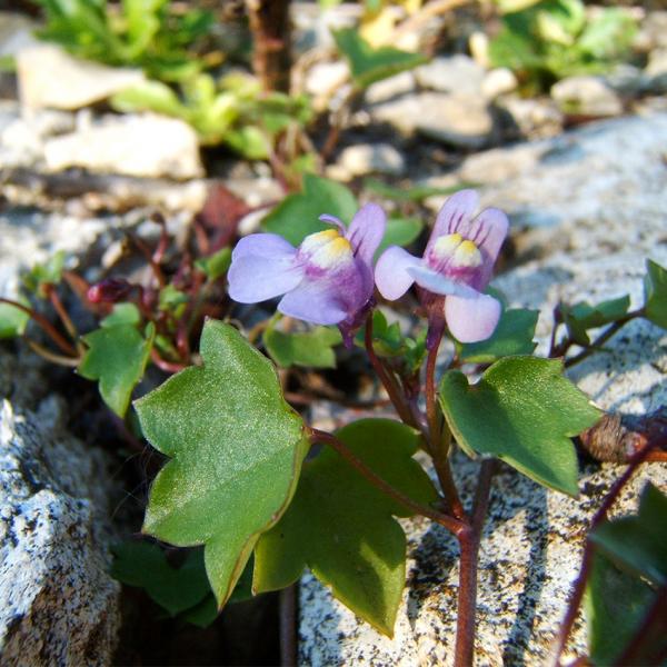 Cymbalaria muralis - Mauerblümchen