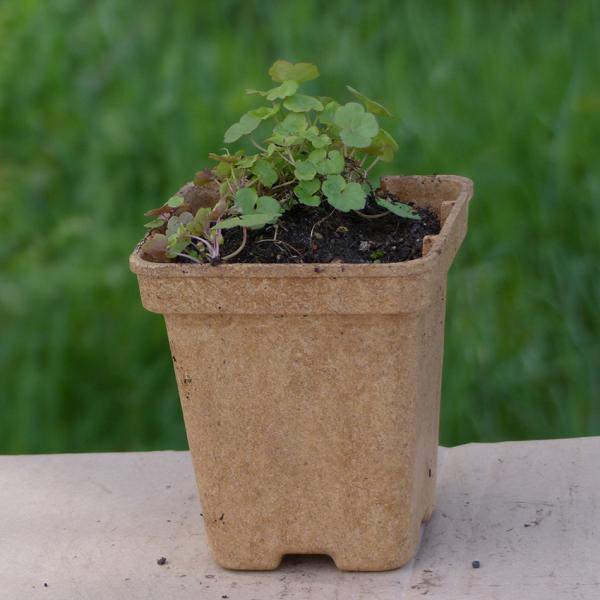 Cymbalaria muralis - Mauerblümchen