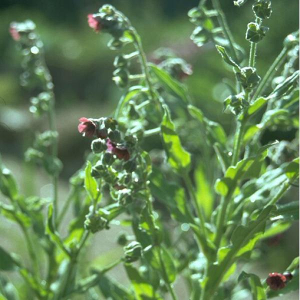 Cynoglossum officinalis - Hundszunge