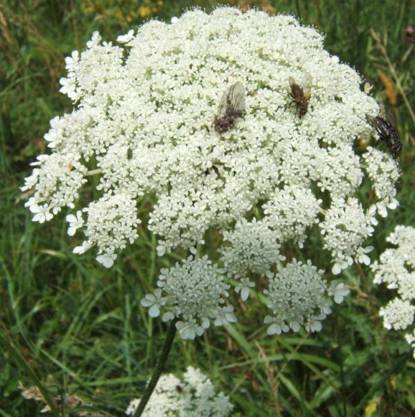 Daucus carota - Wilde Möhre
