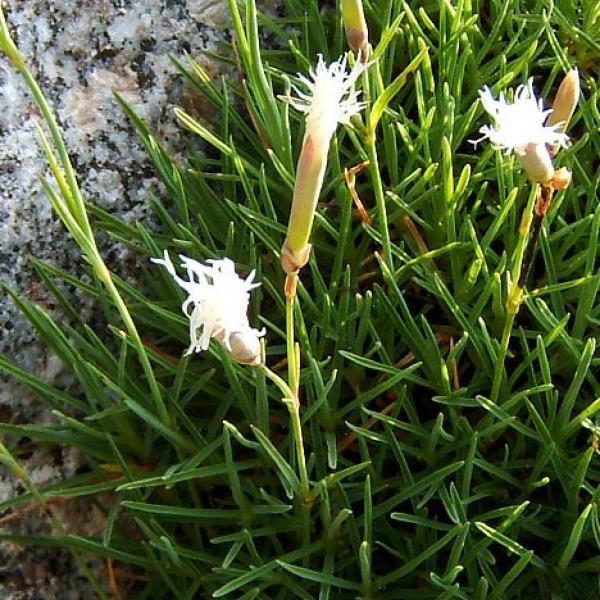Dianthus arenarius - Sandnelke