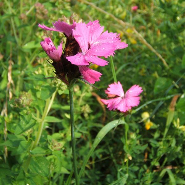 Dianthus carthusianorum - Karthäusernelke - Karthäusernelke