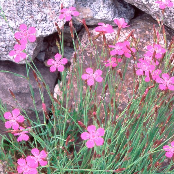 Dianthus deltoides - Heidenelke