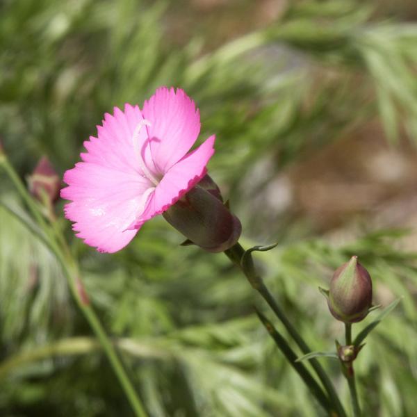 Dianthus sylvestris - Steinnelke