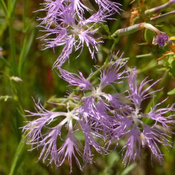 Dianthus superbus - Prachtnelke