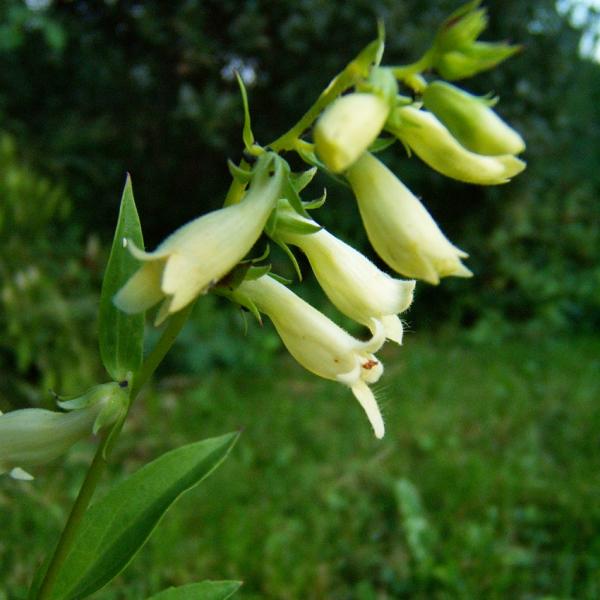 Digitalis lutea - Gelber Fingerhut