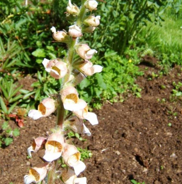 Digitalis ferruginea - Eisenfarben. Fingerhut