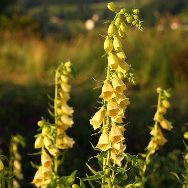 Digitalis grandiflora - Großblüt. Fingerhut