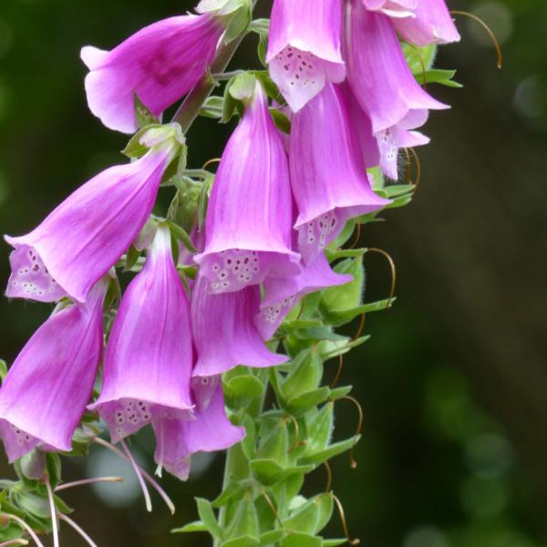 Digitalis purpurea - Roter Fingerhut